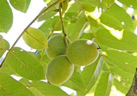 樹木鬼|【クルミの実】オニグルミの育て方と植物の特徴をわ。